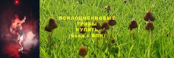 прущие грибы Ельня